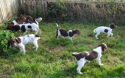 English Springer Spaniel dogs for sale: Gorgeous English Springer Spaniel Puppies  - Advert 11