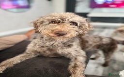 Australian Labradoodle dogs for sale: *waiting list* Australian labradoodles - Image 2