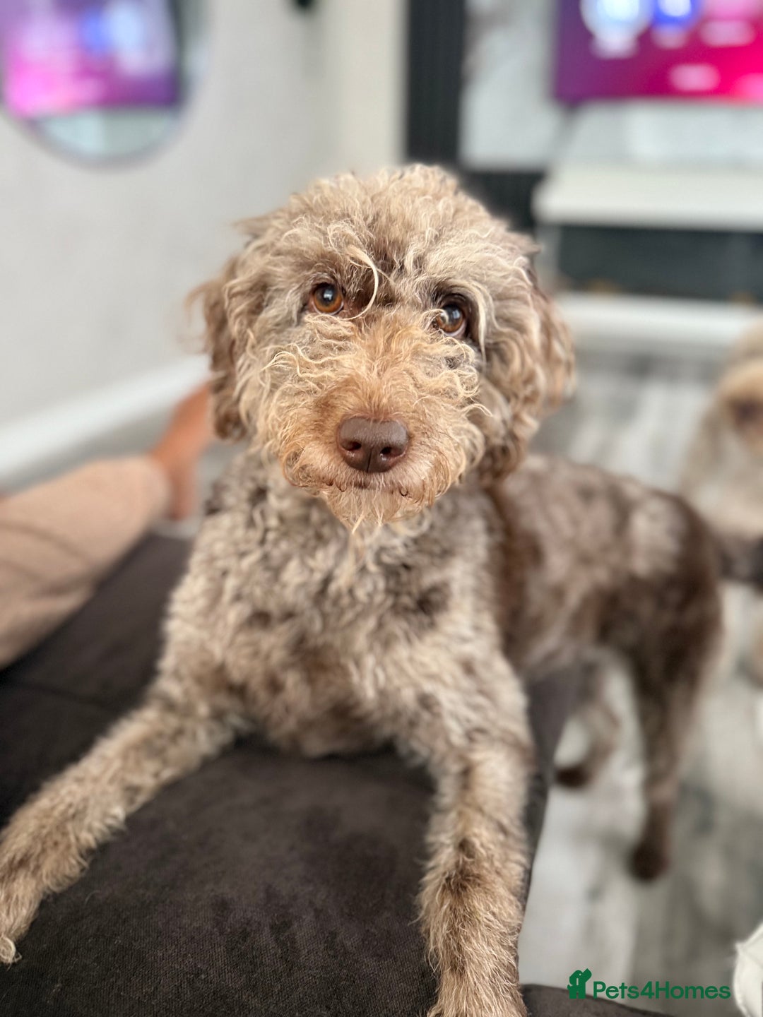 Australian Labradoodle dogs for sale: *waiting list* Australian labradoodles - Image 2