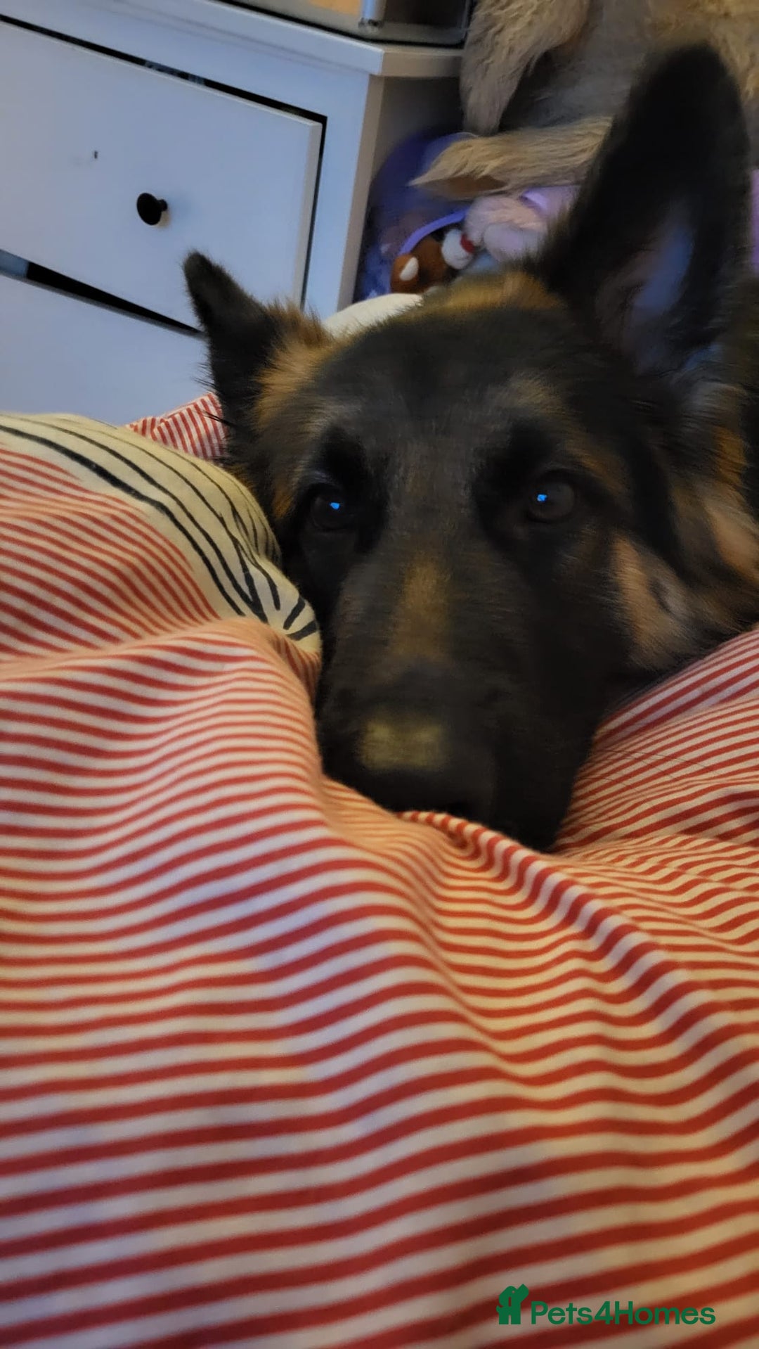 German Shepherd dogs for sale: Beautiful female German shepherd  - Advert 3