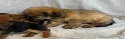 Chorkie dogs for sale: 3 beautiful Chorkie puppys - Advert 4