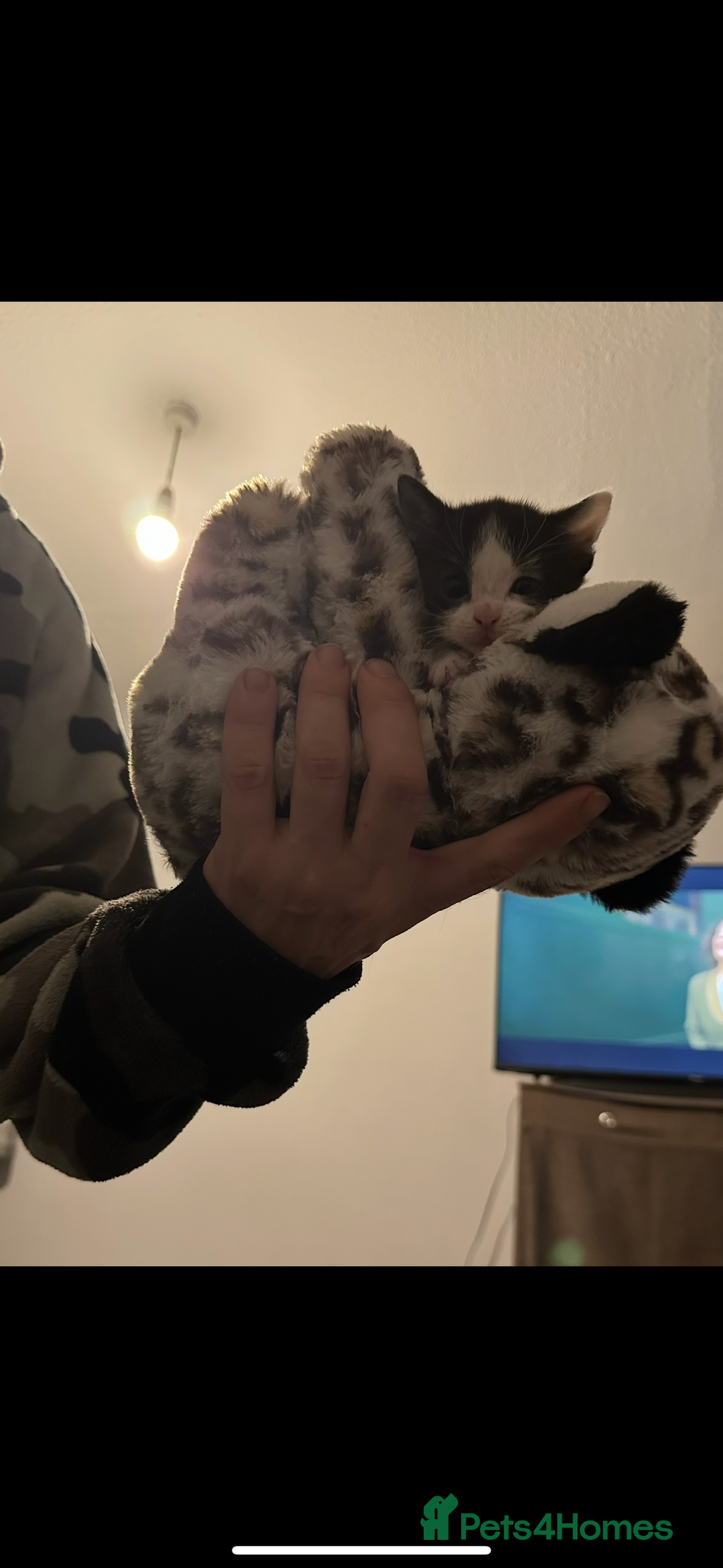 Mixed Breed cats for sale: Gorgeous kittens, 1 male, 1 female - Advert 6