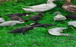 Ducks poultry for sale: Indian runner ducklings  - Image 2
