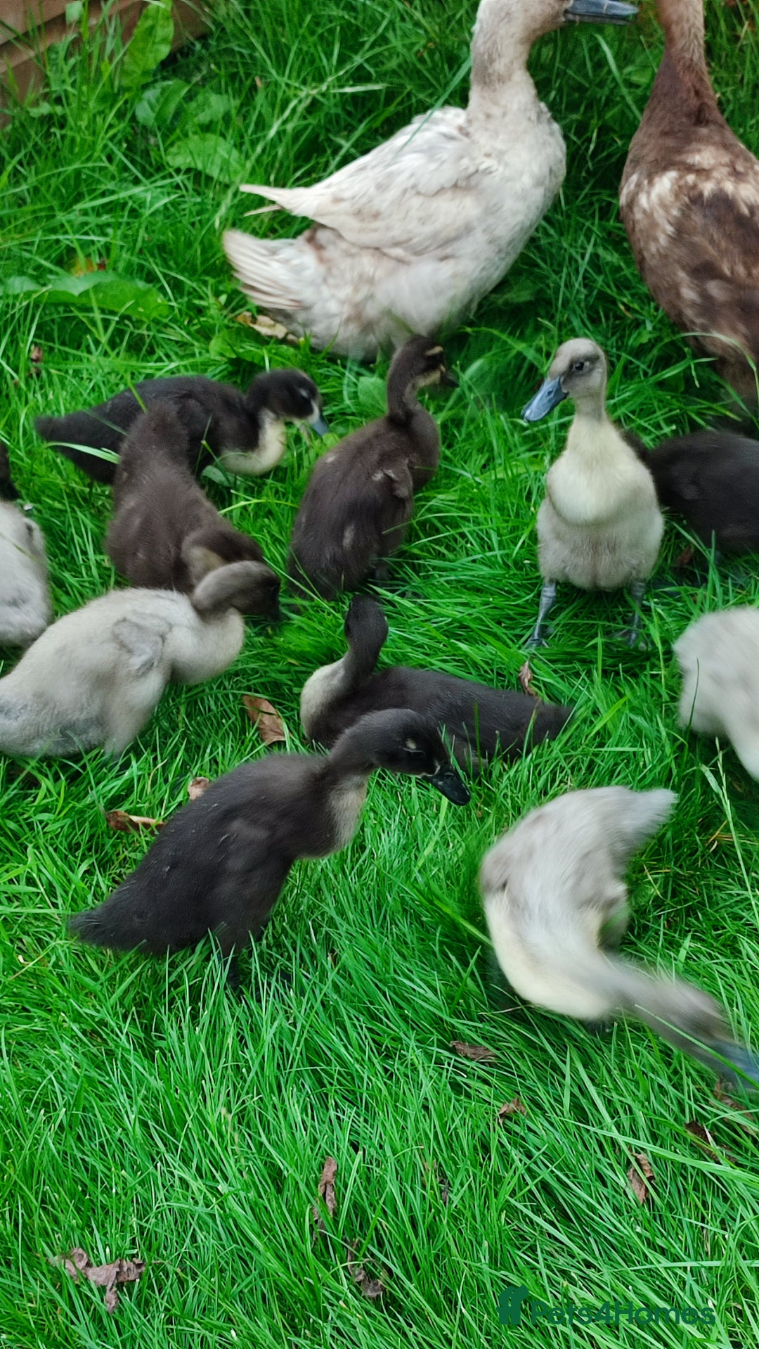 Ducks poultry for sale: Indian runner ducklings  - Image 2