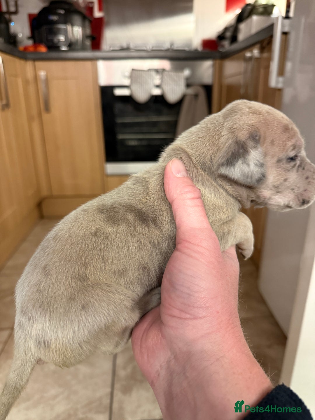 Great Dane dogs for sale: KC Registered Great Danes - Stunning Litter  - Advert 18