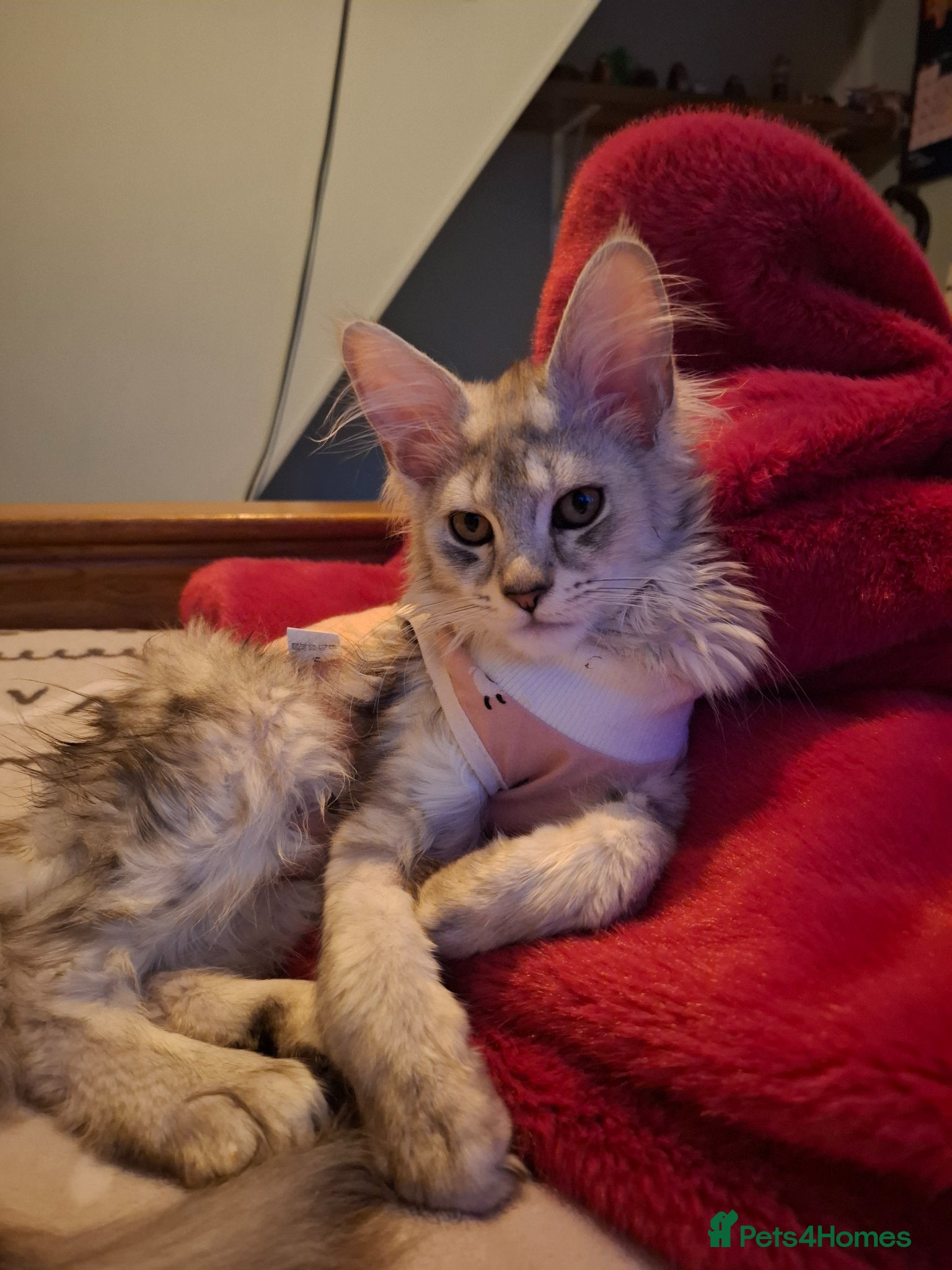 Maine Coon cats Tica Registered Maine Coon Kittens - Advert 15