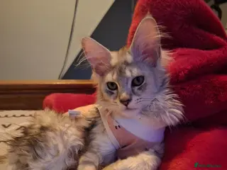 Maine Coon cats Tica Registered Maine Coon Kittens - Advert 15