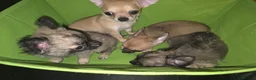 Chihuahua dogs for sale: Quality KC registered puppies  in Chatham - Advert 22