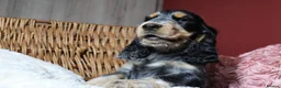 Cocker Spaniel dogs for sale: Extensively Health tested Parents & UNIQUE colours - Advert 17