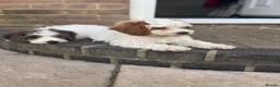 Cockapoo dogs for sale: 2 beautiful F1 cockapoo puppies  - Advert 15