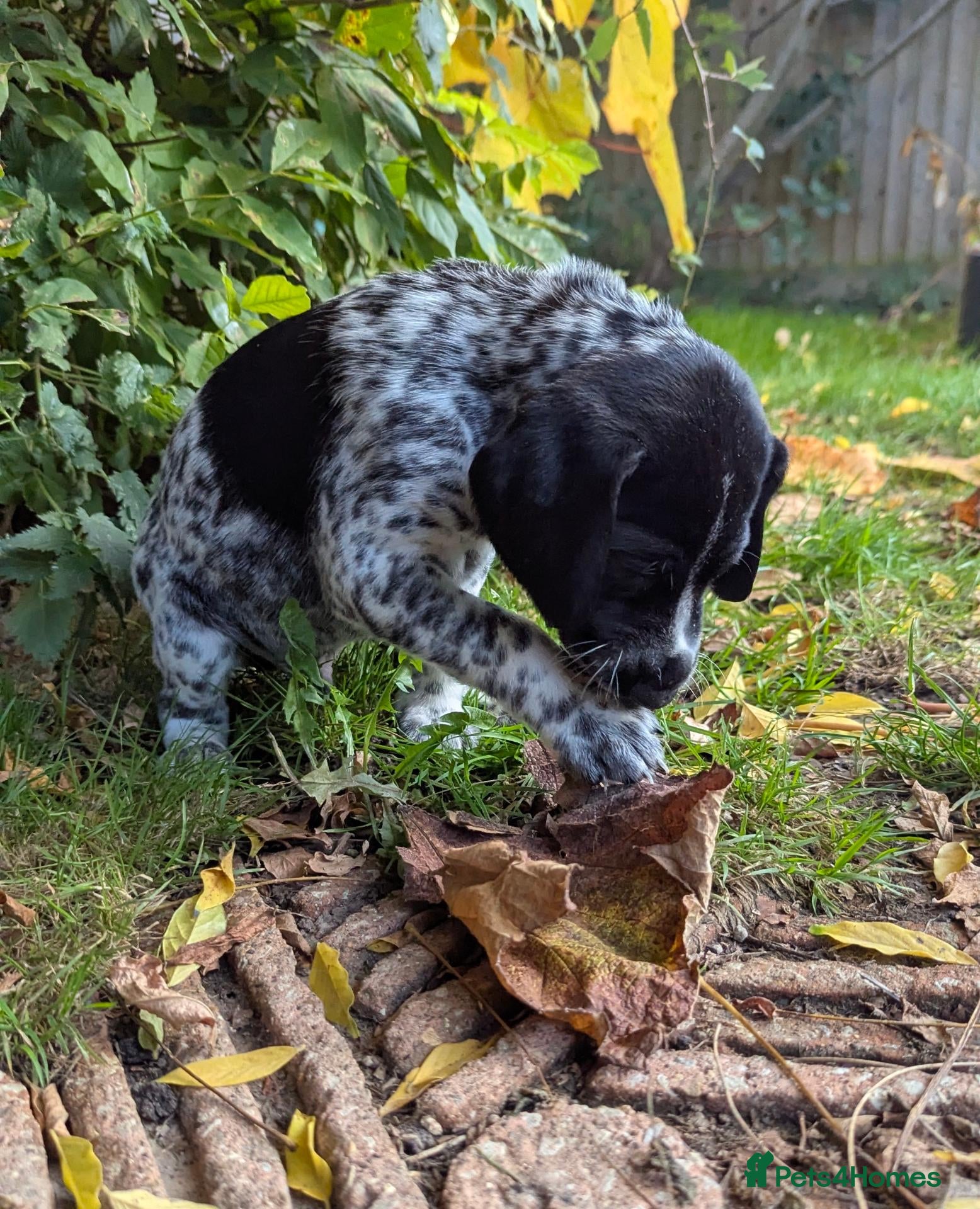 German Shorthaired Pointer dogs for sale: Gorgeous Black and Liver ticked GSP puppies - Advert 1