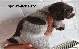 Cocker Spaniel dogs for sale: Stunning Blue/Liver Roan Cocker Spaniels Puppies  - Image 7