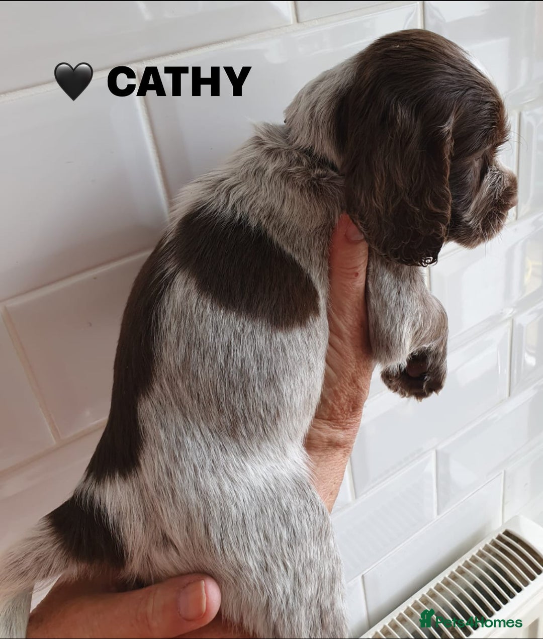 Cocker Spaniel dogs for sale: Stunning Blue/Liver Roan Cocker Spaniels Puppies  - Image 7