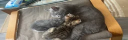 Mixed Breed cats for sale: British short hair/ bengal tabby kittens  - Advert 10