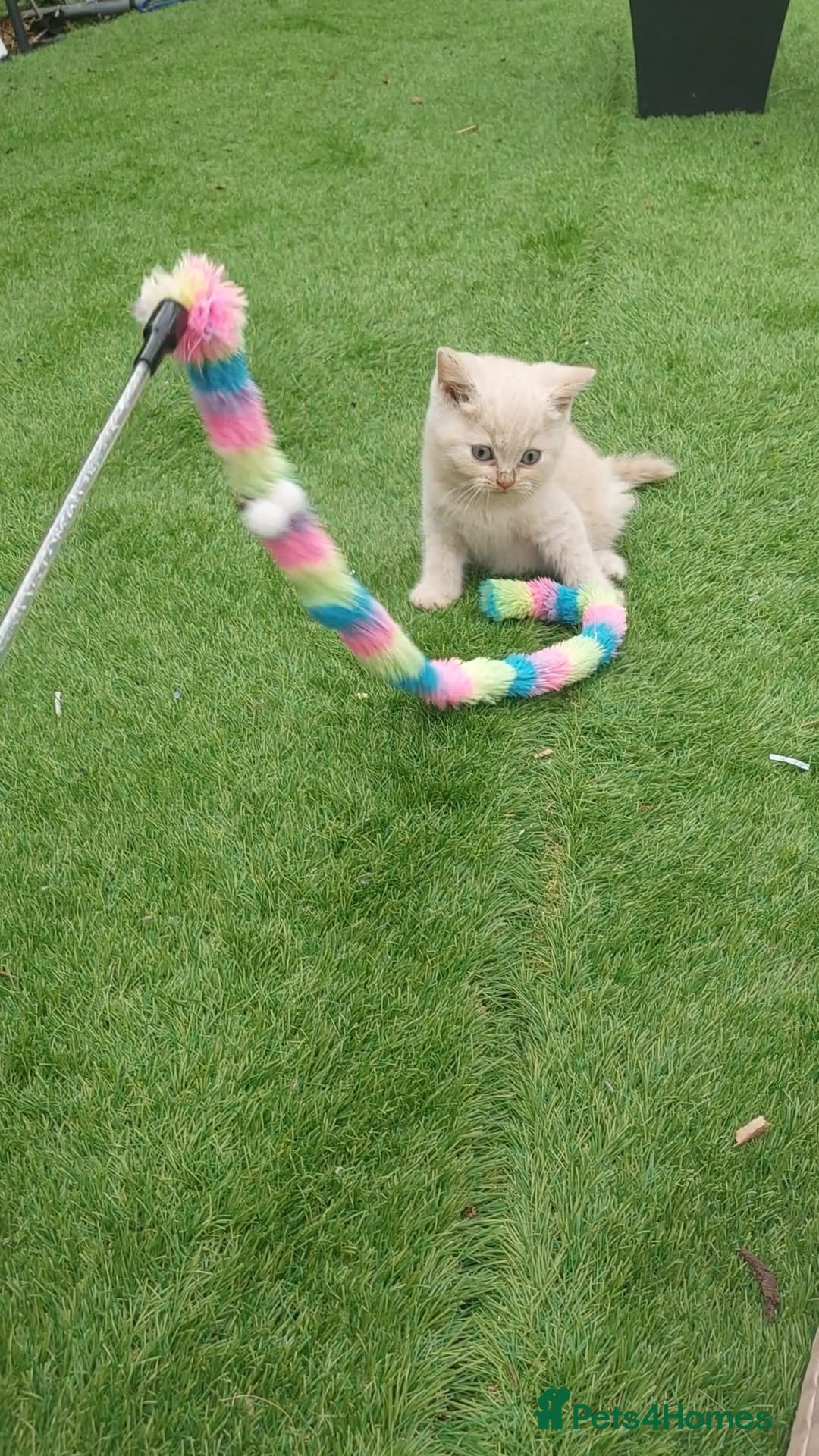 British Shorthair cats for sale: ♥️ Fun Loving British Shorthair Kittens♥️ - Image 12