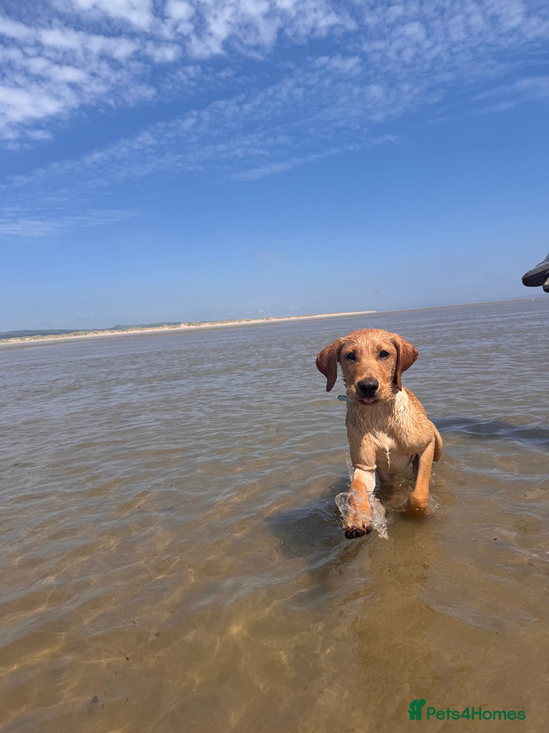 Labrador Retriever dogs for sale: Lenny & Bee - Advert 3