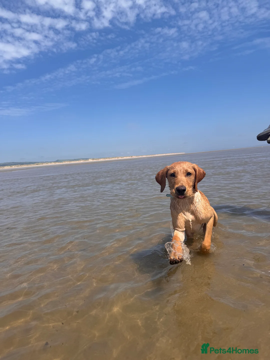 Labrador Retriever dogs for sale: Lenny & Bee - Advert 3