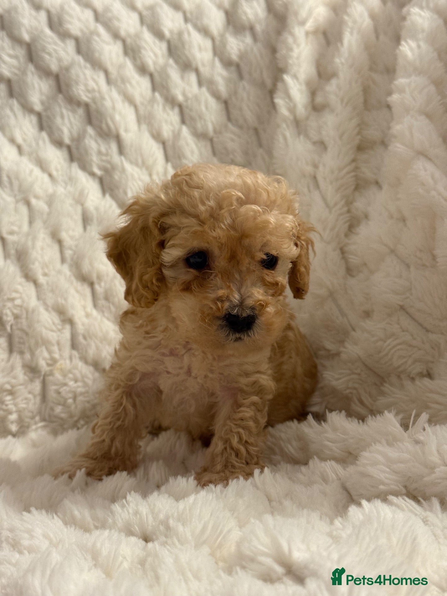 Cockapoo dogs ❤️COCKAPOO PUPPIES F1B❤️ - Advert 2