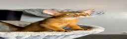 Abyssinian cats for sale: Raised with Love Abyssinian Kittens - Advert 11