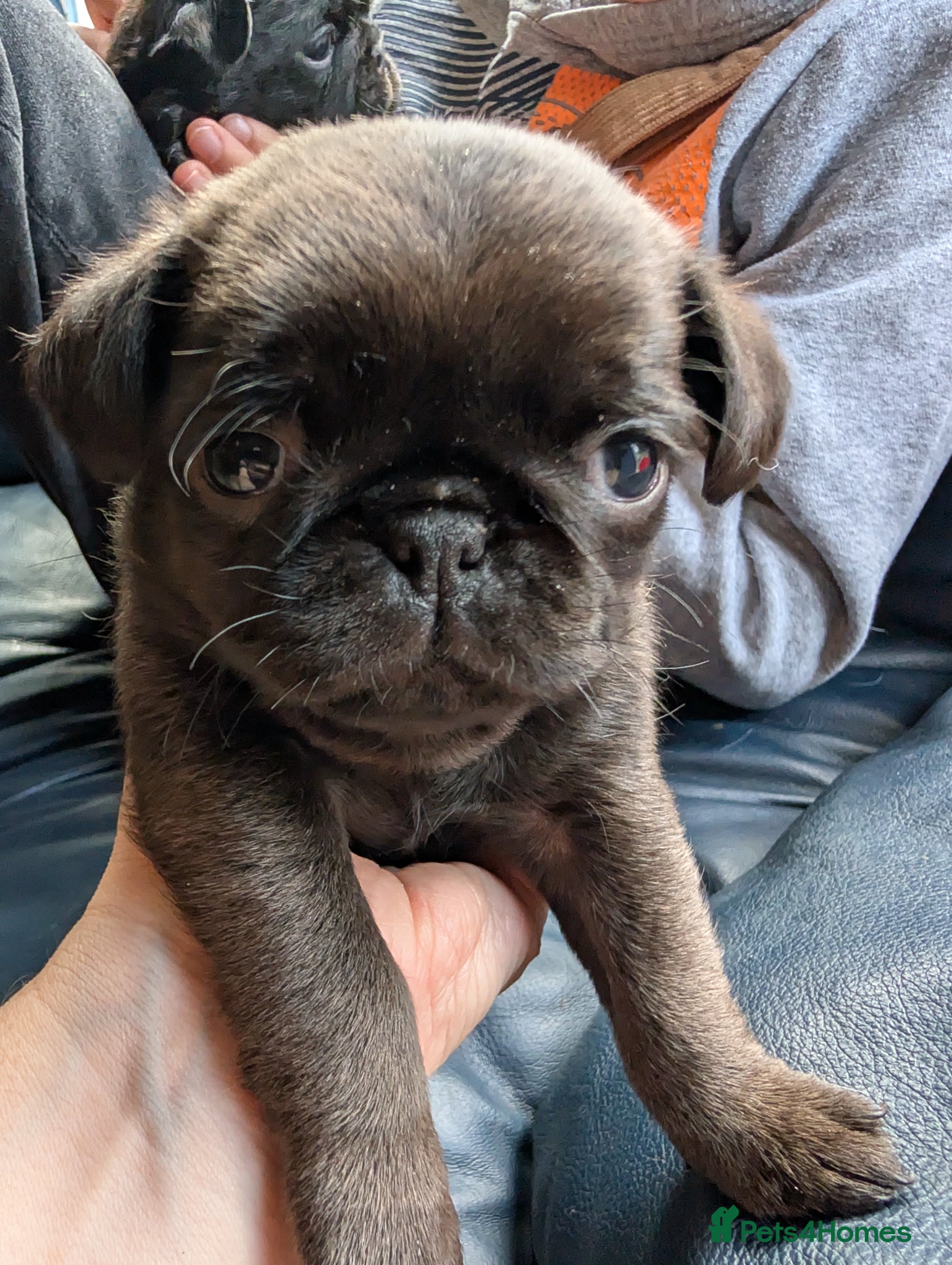 Pug dogs Beautiful pug puppies 2 girls left ready 18/04 - Advert 2