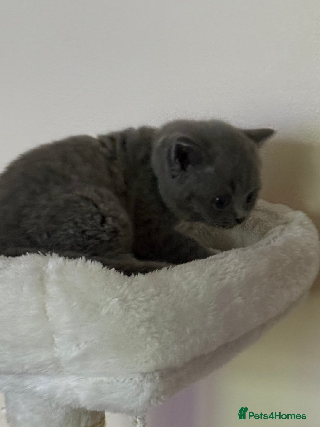 British Shorthair cats for sale: british shorthair kittens  - Advert 10