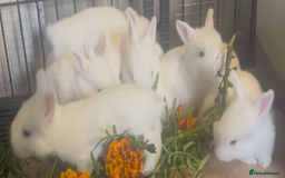 Mixed Breed rabbits for sale: New Zealand White Cross.  - Image 1