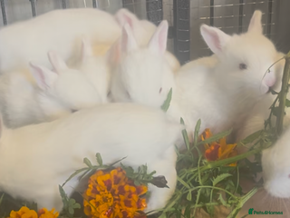 Mixed Breed rabbits - Advert 2