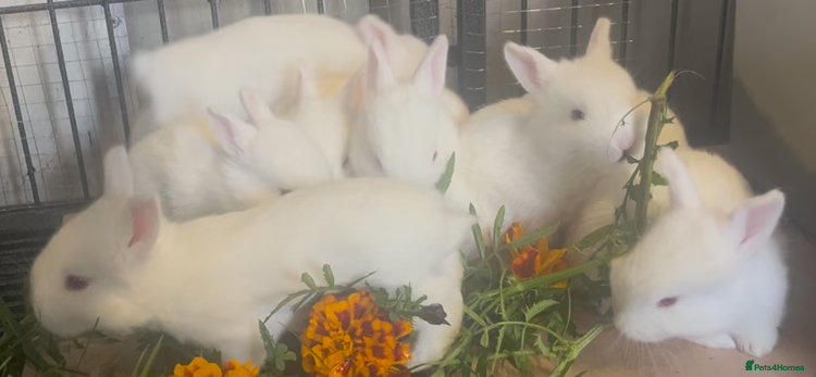 Mixed Breed rabbits New Zealand White Cross. - Advert 11