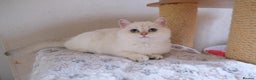 Scottish Fold cats for sale: Scottish fold and straight kittens  - Advert 9