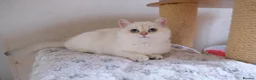 Scottish Fold cats for sale: Male Scottish straight kitten  - Advert 4