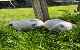 French Lop rabbits for sale: Beautiful Lop bunnies  - Image 2