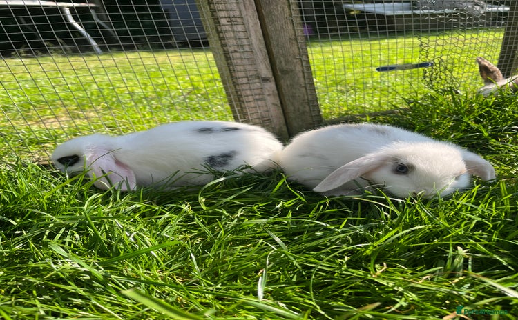 French Lop rabbits - Advert 2