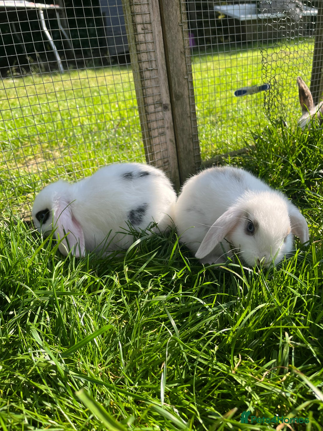 French Lop rabbits for sale: Beautiful Lop bunnies  - Image 2