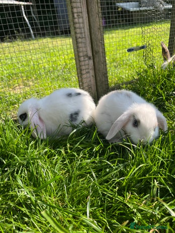 French Lop rabbits - Advert 1