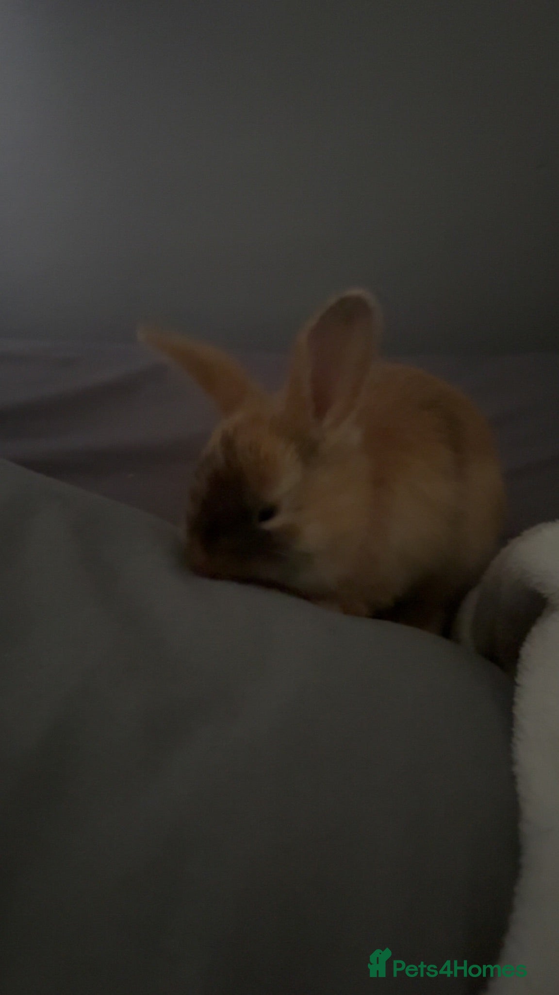 Mixed Breed rabbits ginger rabbit  - Advert 11