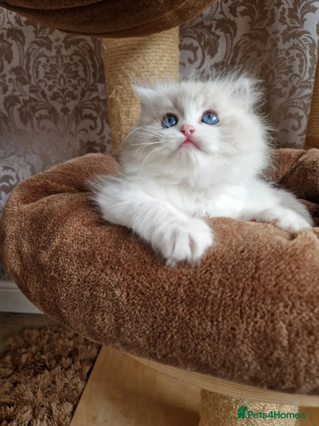 Ragdoll cats for sale: Show quality Ragdoll kittens  - Advert 7