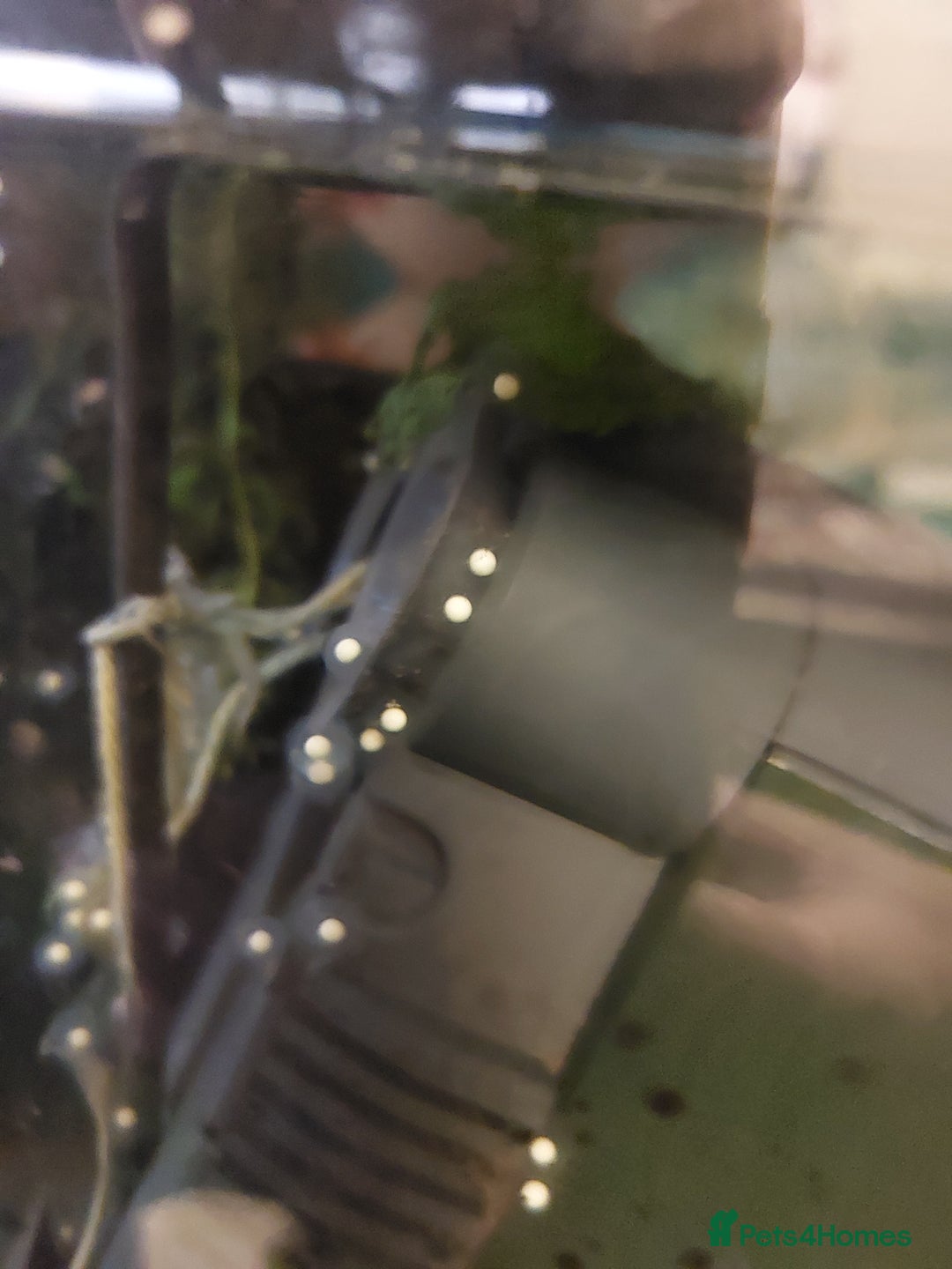 Axolotl reptiles for sale: 10 x Axolotl Eggs free UK postage - Image 1