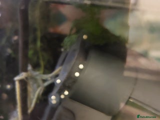 Axolotl reptiles - Advert 1