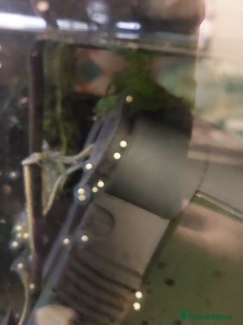 Axolotl reptiles - Advert 1