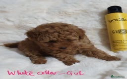 Toy Poodle dogs for sale: Pedigree Toy poodle puppies ready this weekend - Image 9