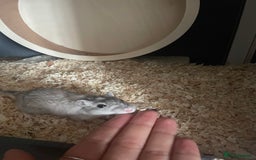 Gerbil rodents for sale: 4 Gerbils free to a good home :) - Image 2