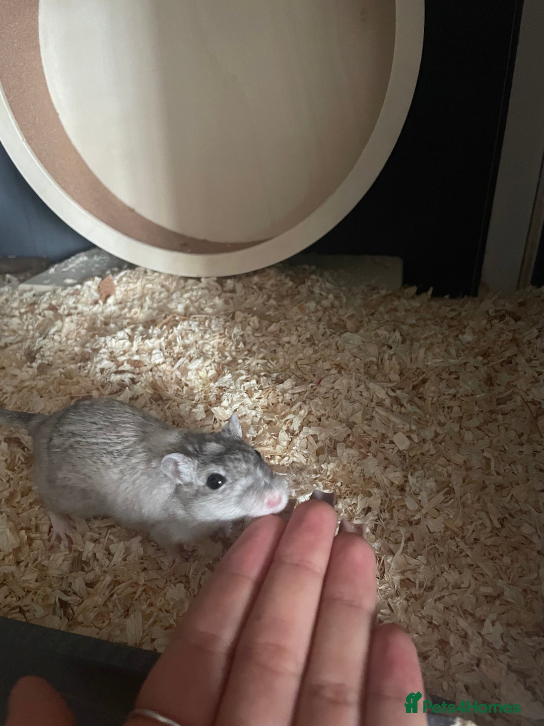 Gerbil rodents for sale: 4 Gerbils free to a good home :) - Image 2