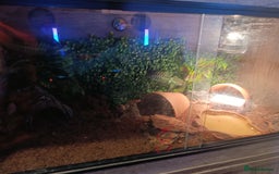 Leopard Gecko reptiles for sale: Leopard gecko  - Image 5