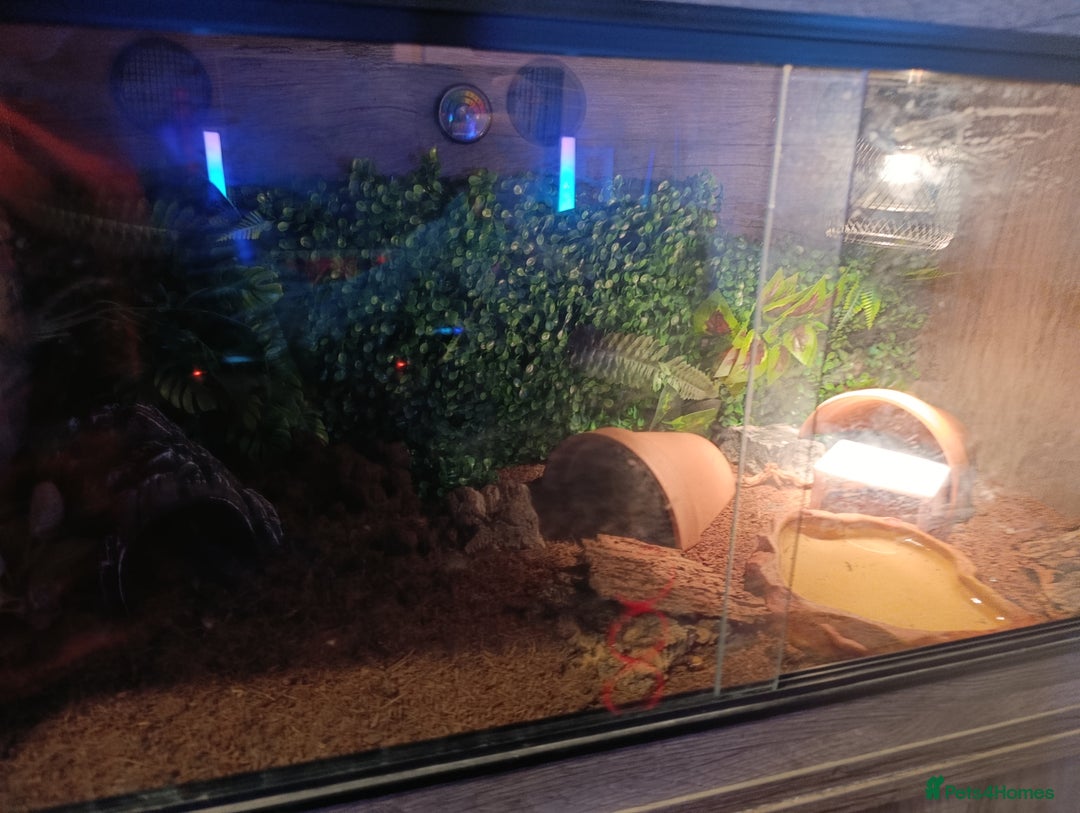 Leopard Gecko reptiles for sale: Leopard gecko  - Image 5