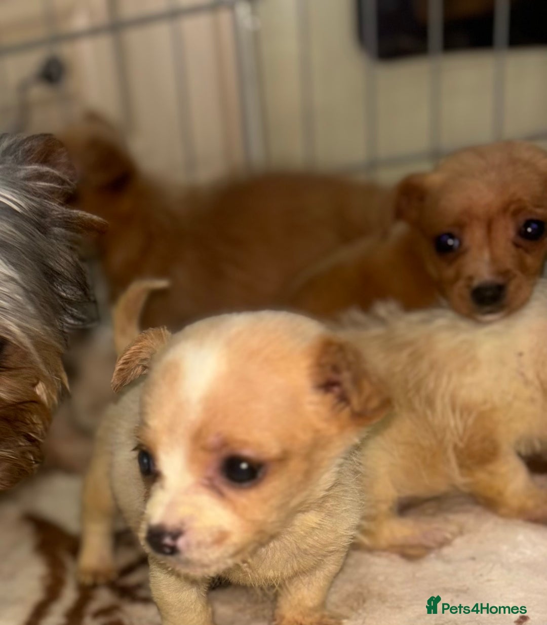 Mixed Breed dogs for sale: Jack Russell X biewer pups - Advert 8