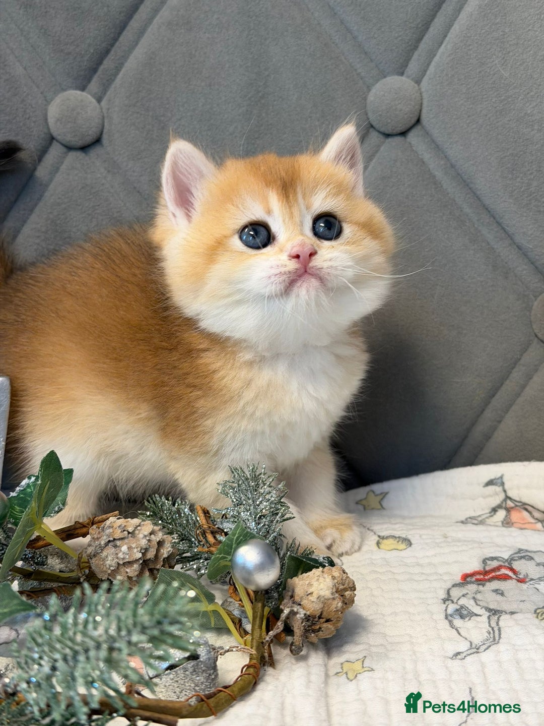 British Shorthair cats for sale: Champions lines Golden Chinchilla ny12 boys - Advert 5