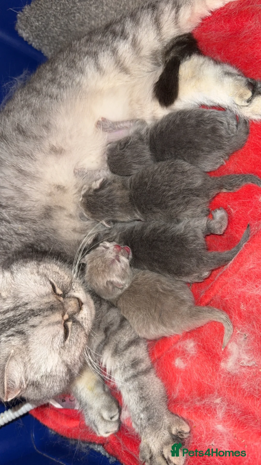 British Shorthair cats for sale: OUTSTANDING BRITISH SHORTHAIR KITTENS 🐈‍⬛ 🐾  in Elland - Advert 2