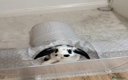 Mini Lop rabbits for sale: Mini lop rabbits for sale  - Image 7