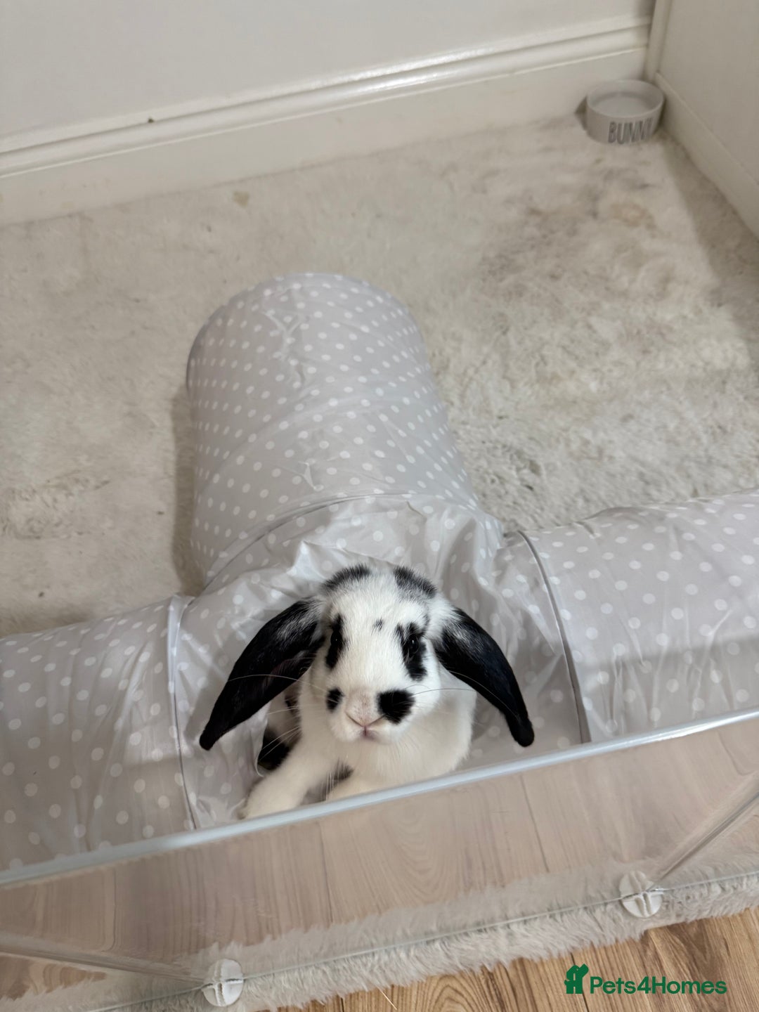 Mini Lop rabbits for sale: Mini lop rabbits for sale  - Image 7
