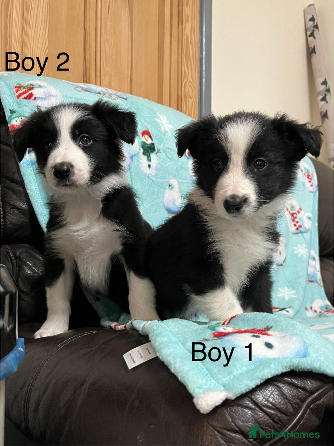 Border Collie dogs for sale: PEDIGREE ISDS & KC BORDER COLLIE PUPS - Image 16